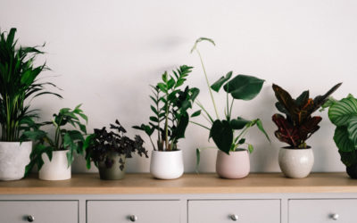 ¿Sabes por qué deberías tener plantas en casa?